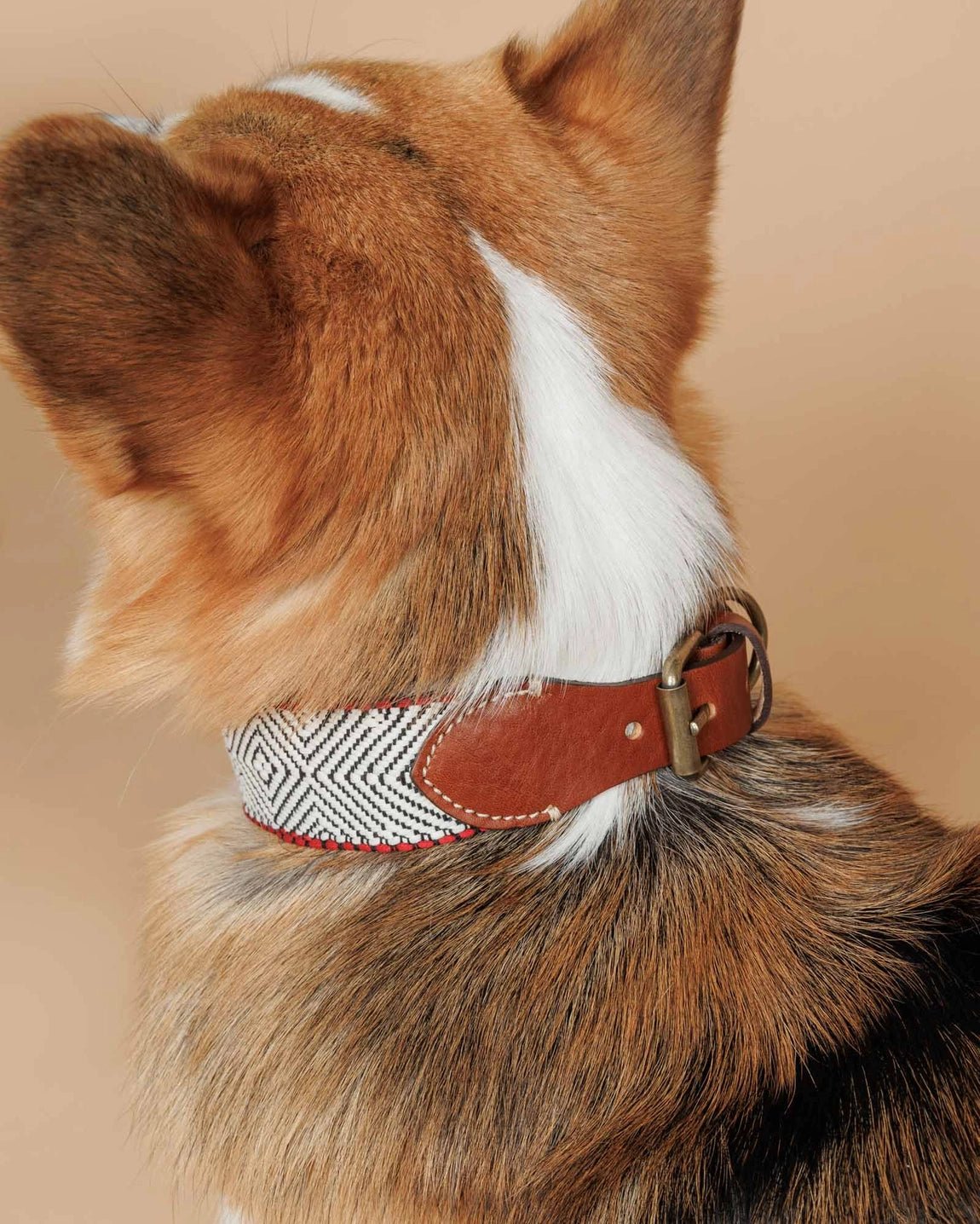 Capri Beach Day Dog Collar by Buddys Dogwear - Bobo and the Fox
