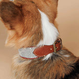Capri Beach Day Dog Collar by Buddys Dogwear - Bobo and the Fox