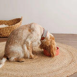 Capri Beach Day Dog Collar by Buddys Dogwear - Bobo and the Fox