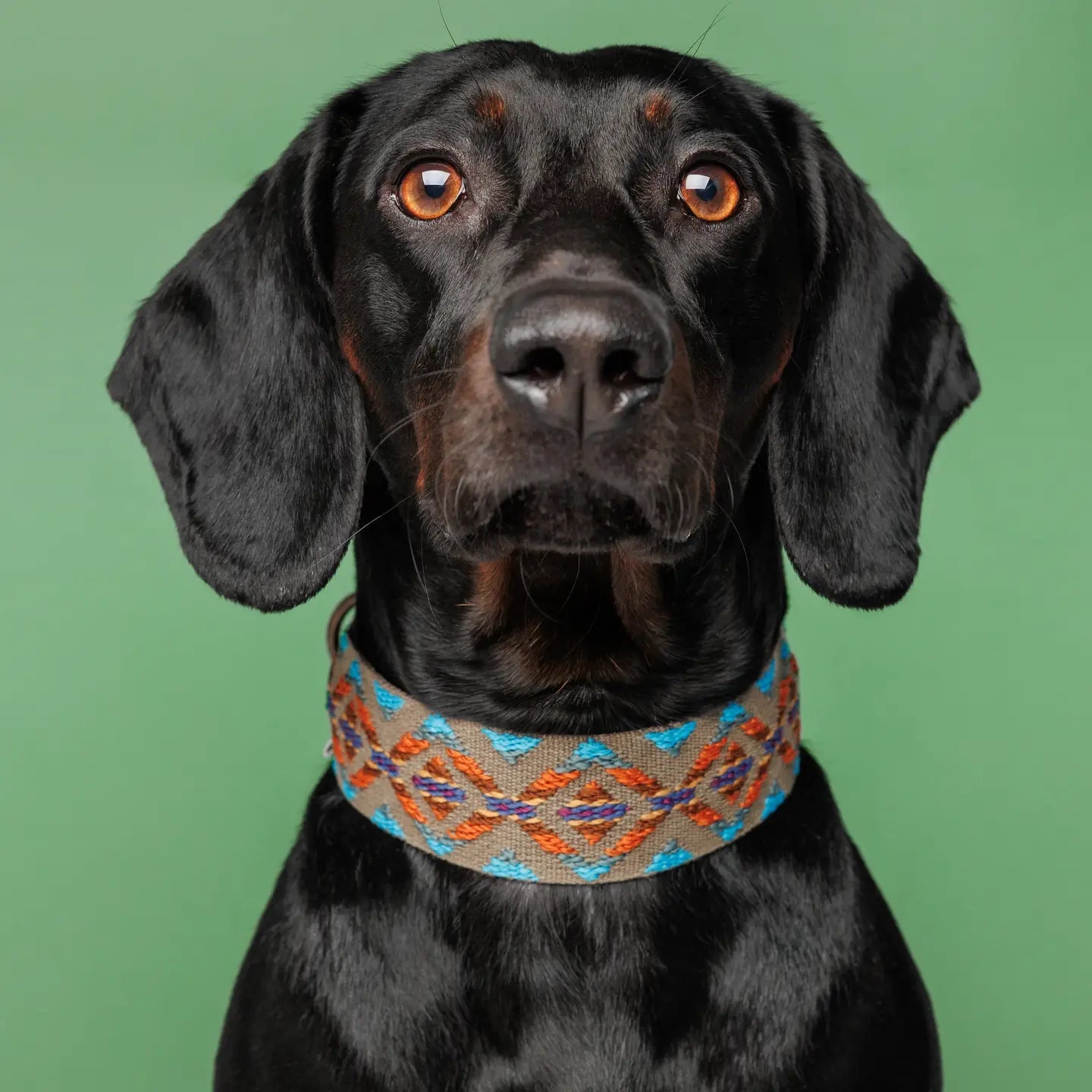 Etna Green Dog Collar by Buddys Dogwear - Bobo and the Fox
