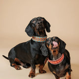 Etna Green Dog Collar by Buddys Dogwear - Bobo and the Fox