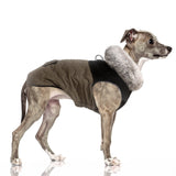 Dog wearing a brown coat with a white collar on a white background