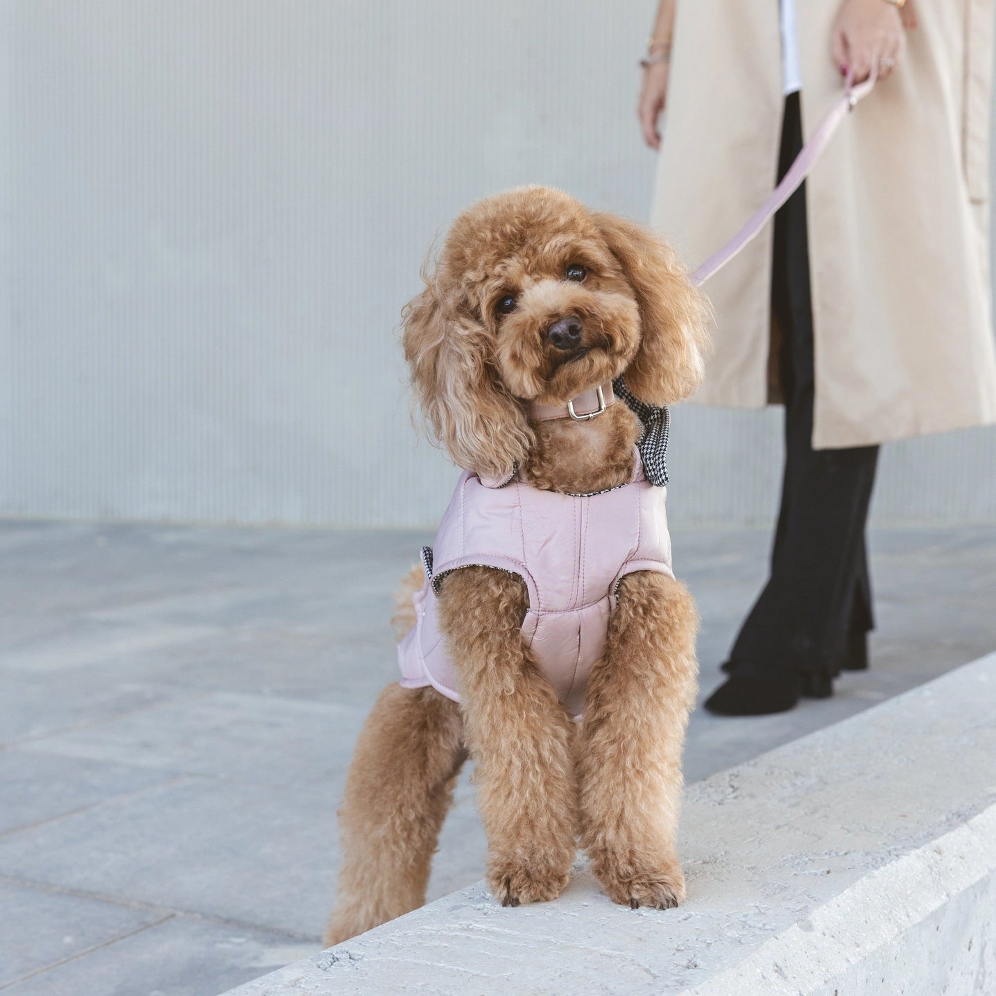 Waterproof Dog Jacket by B de Bruno - Bobo and the Fox