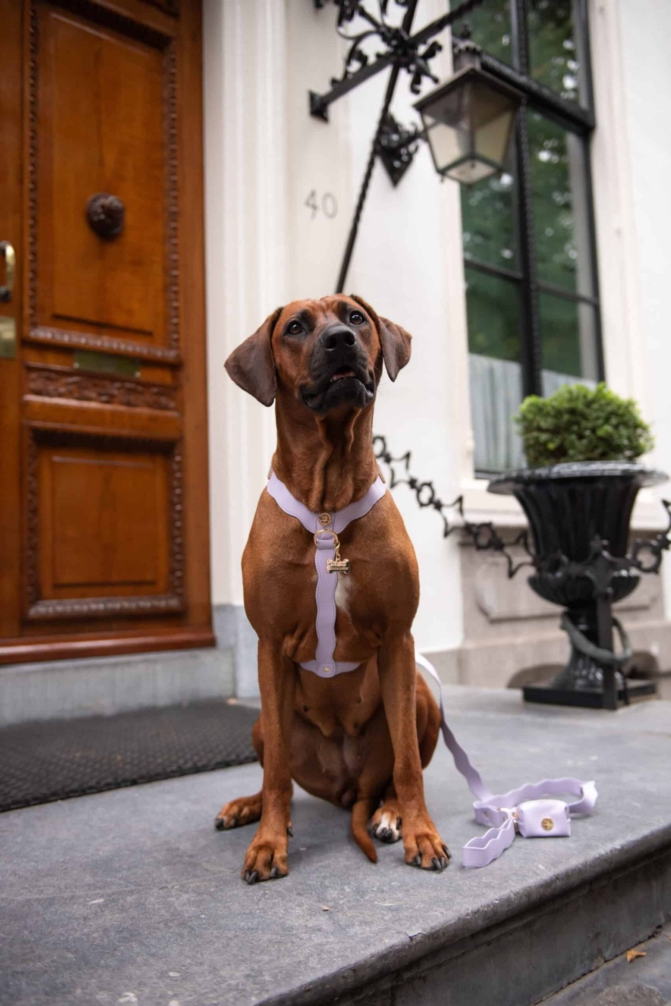 Wavy Harness by Floofs and Cookies - Bobo and the Fox