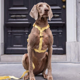 Wavy Harness by Floofs and Cookies - Bobo and the Fox