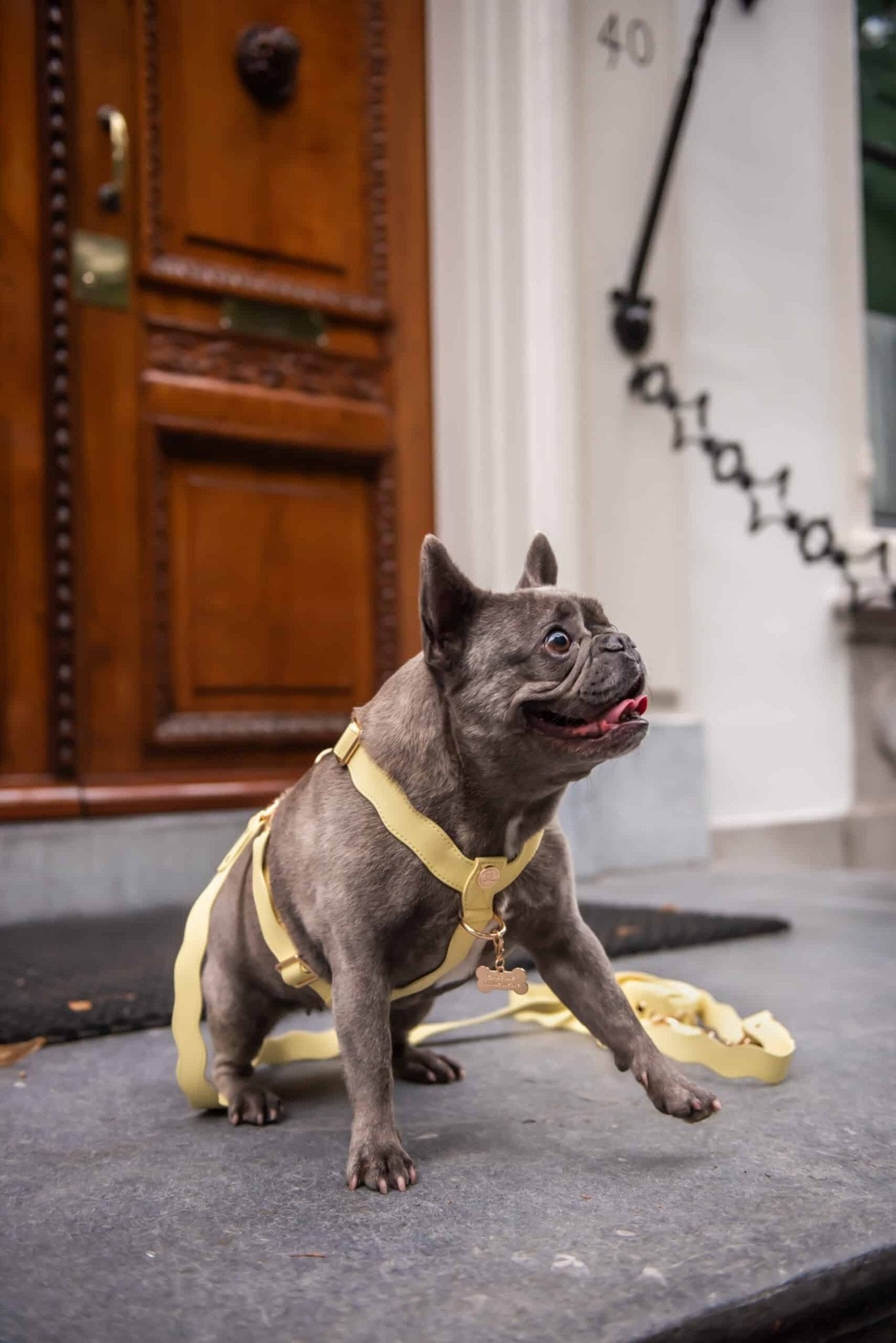 Wavy Harness by Floofs and Cookies - Bobo and the Fox