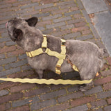 Wavy Harness by Floofs and Cookies - Bobo and the Fox