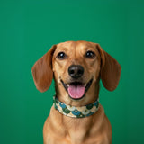 Coleira ajustável feita à mão por Hundsfutter 