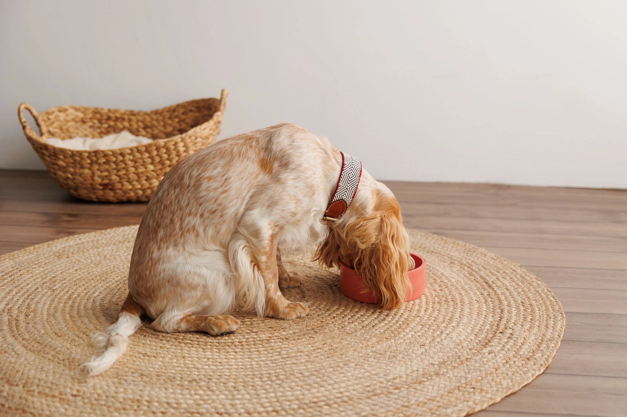 Capri Beach Day Dog Collar by Buddys Dogwear - Bobo and the Fox