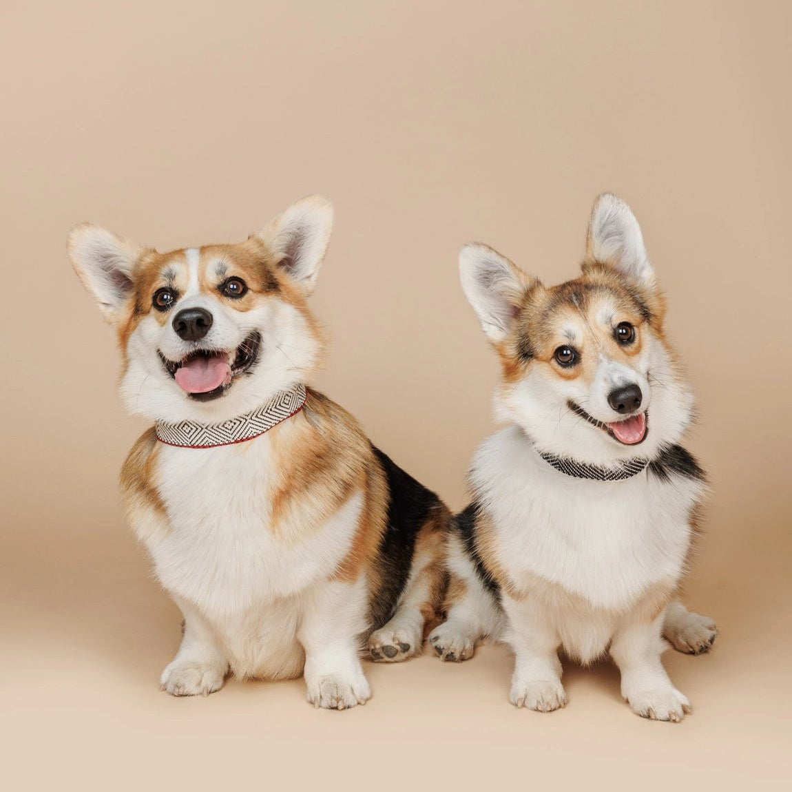 Capri Beach Day Dog Collar by Buddys Dogwear - Bobo and the Fox