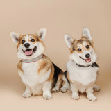 Capri Beach Day Dog Collar by Buddys Dogwear - Bobo and the Fox