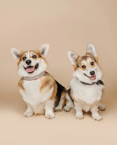 Capri Beach Day Dog Collar by Buddys Dogwear - Bobo and the Fox