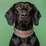 Etna Green Dog Collar by Buddys Dogwear - Bobo and the Fox