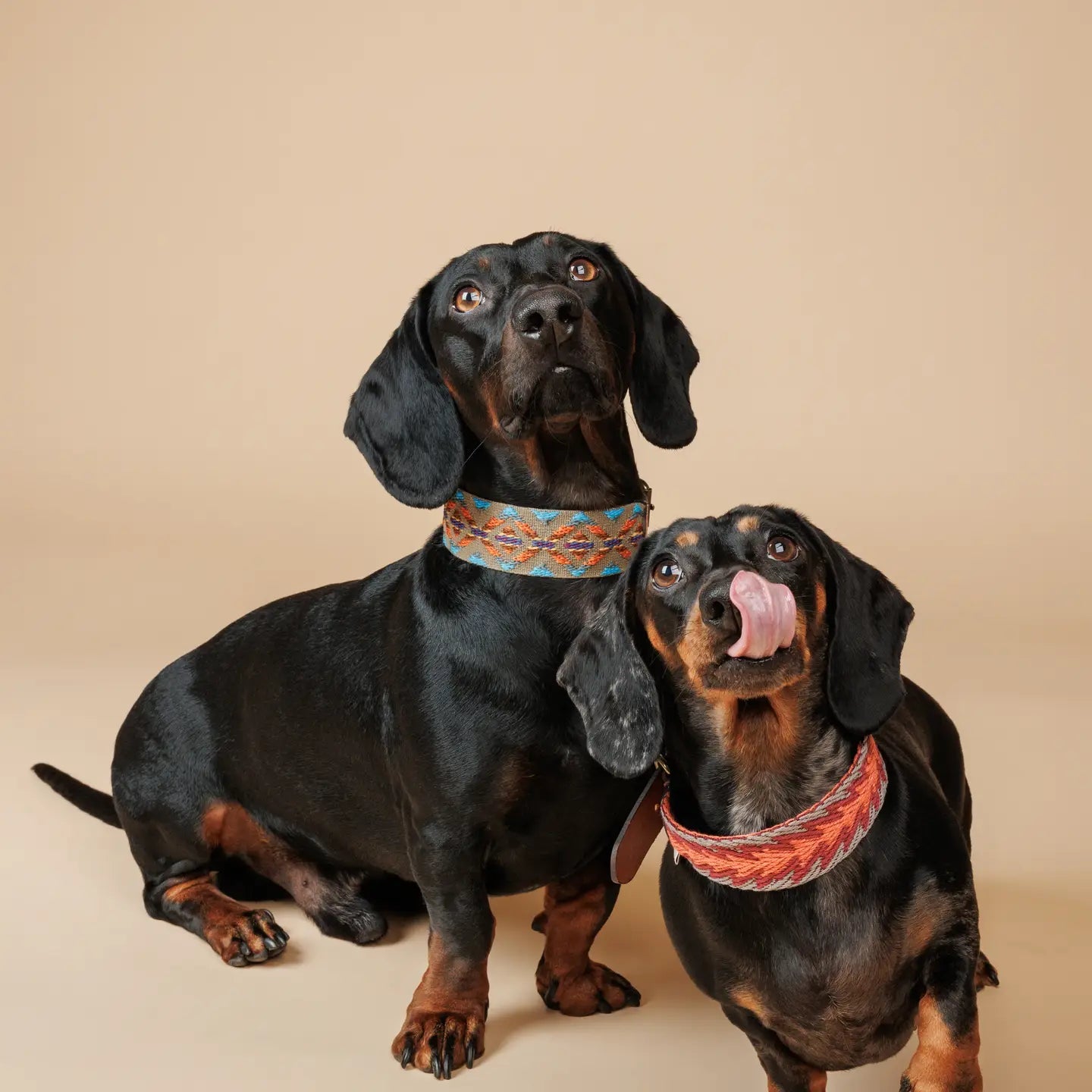 Etna Green Dog Collar by Buddys Dogwear - Bobo and the Fox