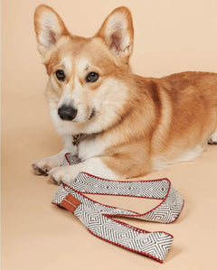 Capri Beach Day Dog Leash by Buddys Dogwear - Bobo and the Fox