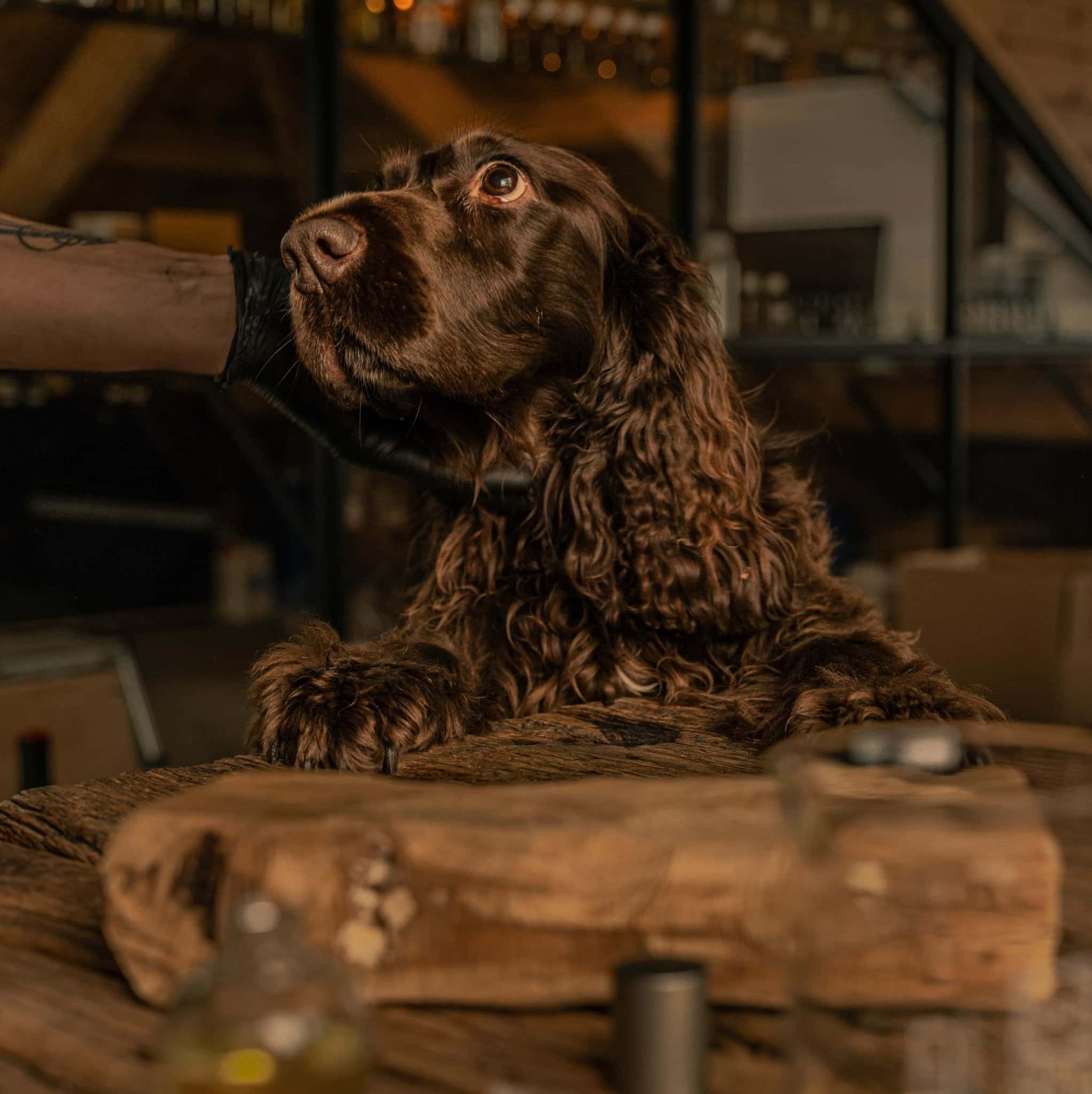 100% Natural Dog Perfume - Ocean - by Frenky Lewis - Bobo and the Fox
