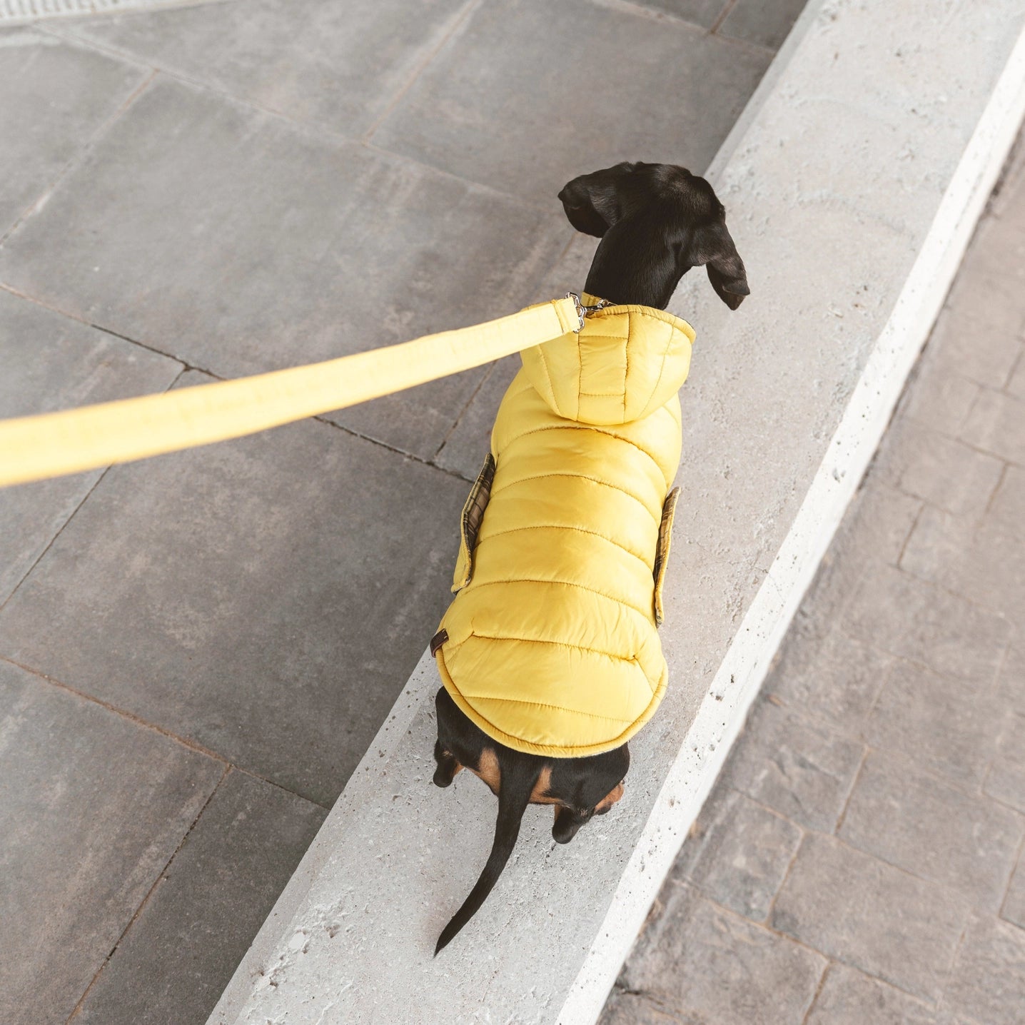 Waterproof Dog Jacket by B de Bruno - Bobo and the Fox