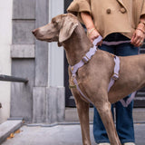 Wavy Harness by Floofs and Cookies - Bobo and the Fox