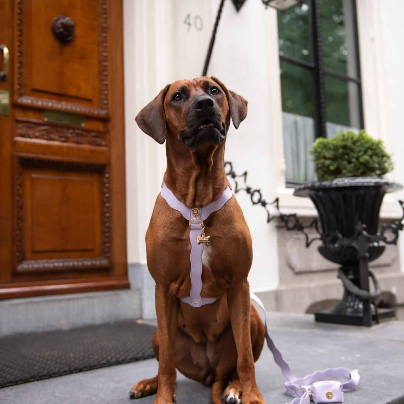 Wavy Harness by Floofs and Cookies - Bobo and the Fox