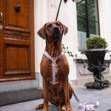 Wavy Harness by Floofs and Cookies - Bobo and the Fox