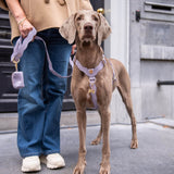 Wavy Harness by Floofs and Cookies - Bobo and the Fox