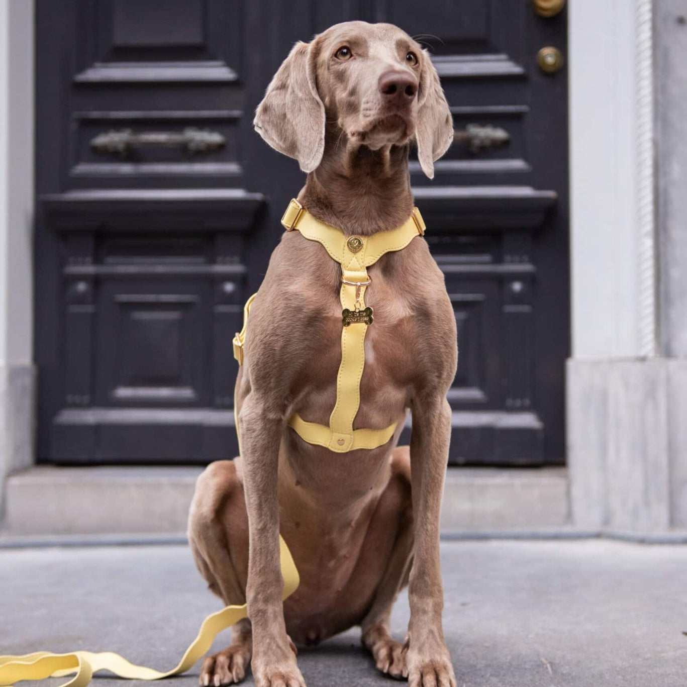 Wavy Harness by Floofs and Cookies - Bobo and the Fox
