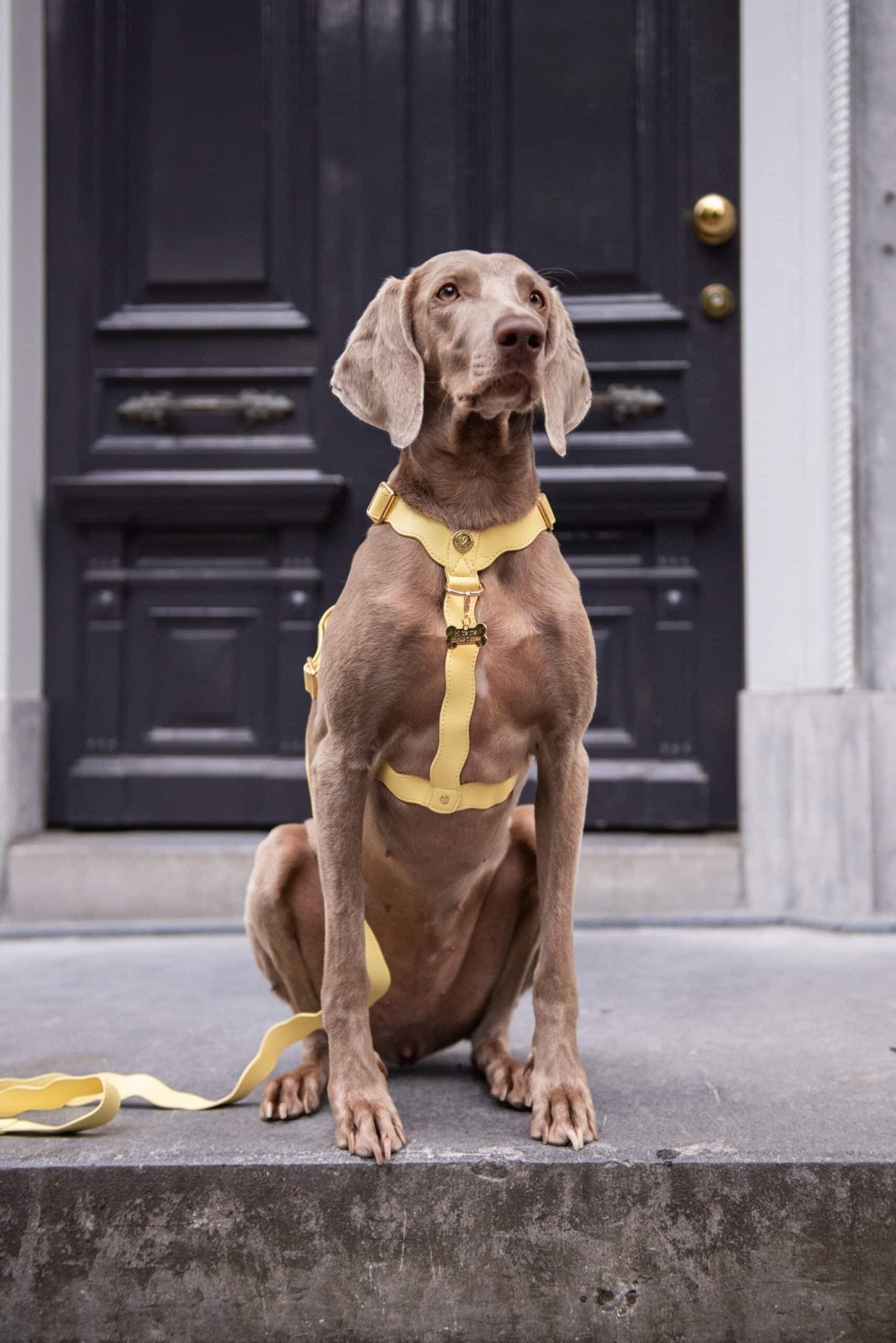 Wavy Harness by Floofs and Cookies - Bobo and the Fox